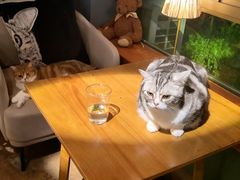 -咖法森林·咖啡  酒吧(天河店)