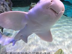 -迪拜水族馆及水下动物园