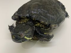 -立德动物医院·异宠·CT·鹦鹉(天河店)