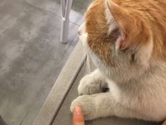 一只不怕人的猫-五进制 Coffee Shop