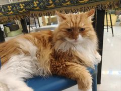 -平行世界·猫咖(首经贸店)