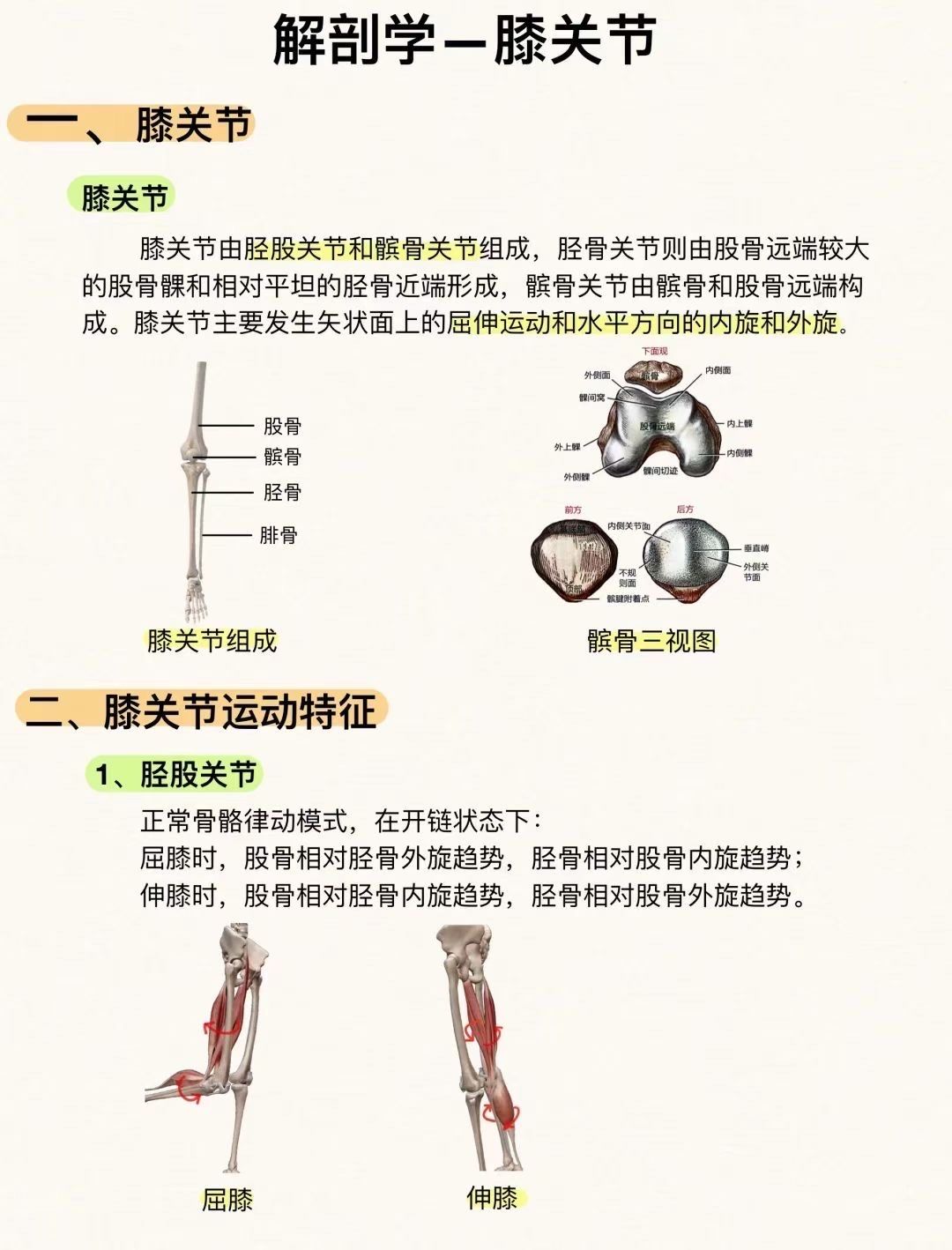 膝关节运动特征
