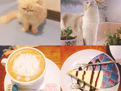 -猫色咖啡·猫咖