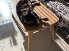 -平行世界·猫咖(首经贸店)