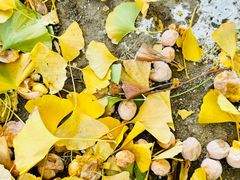 -辽宁大学(崇山校区)