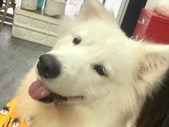 -汪说·狗咖(旺城大厦店)