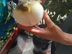 -肆月河豚·新淮扬(金融街店)