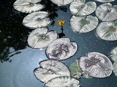 -徐家汇源景区-衡山公园