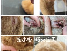 -宠小格时尚宠物生活馆(唐镇店)