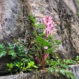 小花草长在600多年的墙壁缝中