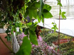 -金马仑薰衣草花园(Cameron Lavender)