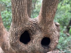 -上海佘山国家森林公园天马山园