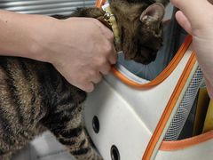 -伟伟宠物医院·CT影像中心·瑞派犬猫综合性门诊(汉口总院)