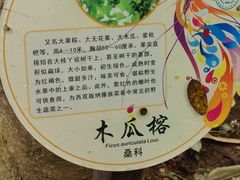 -西双版纳原始森林公园
