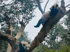 -都江堰中华大熊猫苑