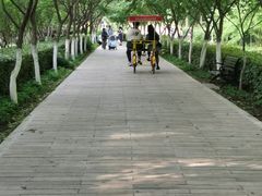 -合肥滨湖国家森林公园