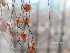 -上海艾本精品酒店