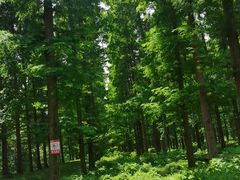 -黄海国家森林公园