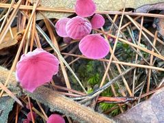 -铁山坪森林公园