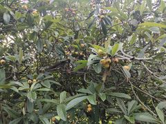 -郴州特产舜华临武鸭(郴州西站店)