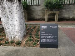 -碧江金楼