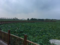 -天津东丽湖风景区