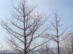 -北京西山国家森林公园