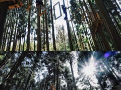 -龙苍沟森林公园