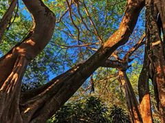 -瑞丽独树成林风景区