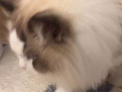 -瑞派康怡24h宠物医院·犬猫医疗中心·微创绝育(瑞景分院)