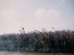 -盐城丹顶鹤湿地生态旅游区