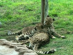 -北京野生动物园