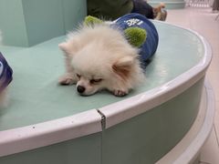 -怪兽屋·羊驼·猫咖·狗咖(俊华广场店)