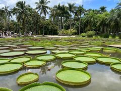 景点-中国科学院西双版纳热带植物园