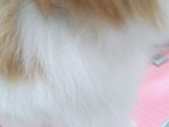 -宠福鑫康馨动物医院·骨科·眼科