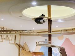 -滚猫咖啡·猫咖·猫友好撸猫(未来城店)
