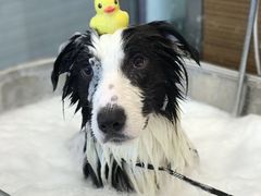 -PETKIT小佩宠物(古北店)