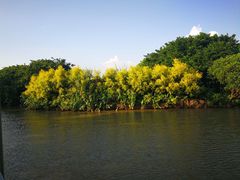 -大湾区中央湿地公园