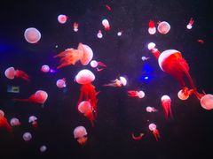 -锦艺城海洋馆
