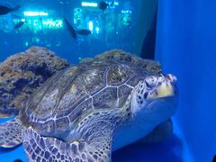 -成都浩海立方海洋公园