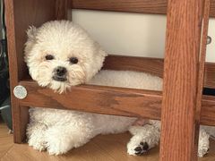 -安安宠医·臻爱宠物医院·宠保定点(营门口路分院)