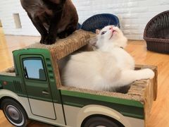 -momokira米努特·德文卷毛猫·棉花面纱犬