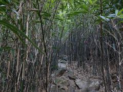 -银瓶嘴森林公园