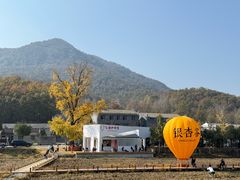 -千年银杏谷文化旅游区