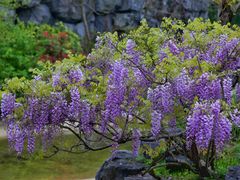-上海吴淞炮台湾国家湿地公园