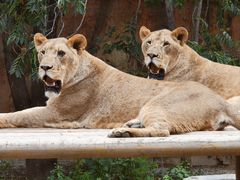 -北京野生动物园