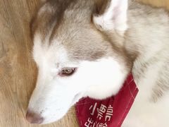 -Husky Go! 哈士奇体验馆·宠物咖啡厅狗咖
