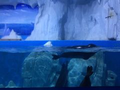 -多彩贵州城极地海洋世界