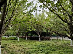 -高东镇樱花园