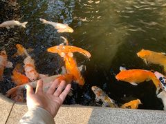 -深圳威尼斯英迪格酒店-邻芙花廊下午茶·NINFA GALLERY·蛋糕·咖啡